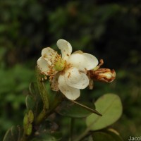 Calophyllum walkeri Wight